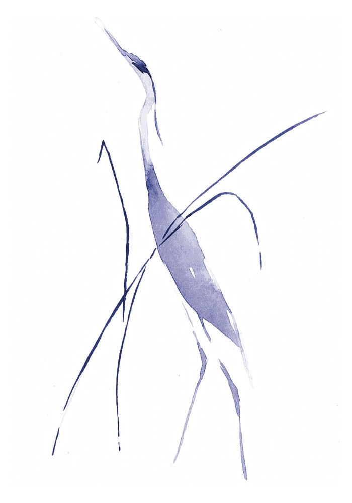 Le héron bleu gracieux - RodMacIver