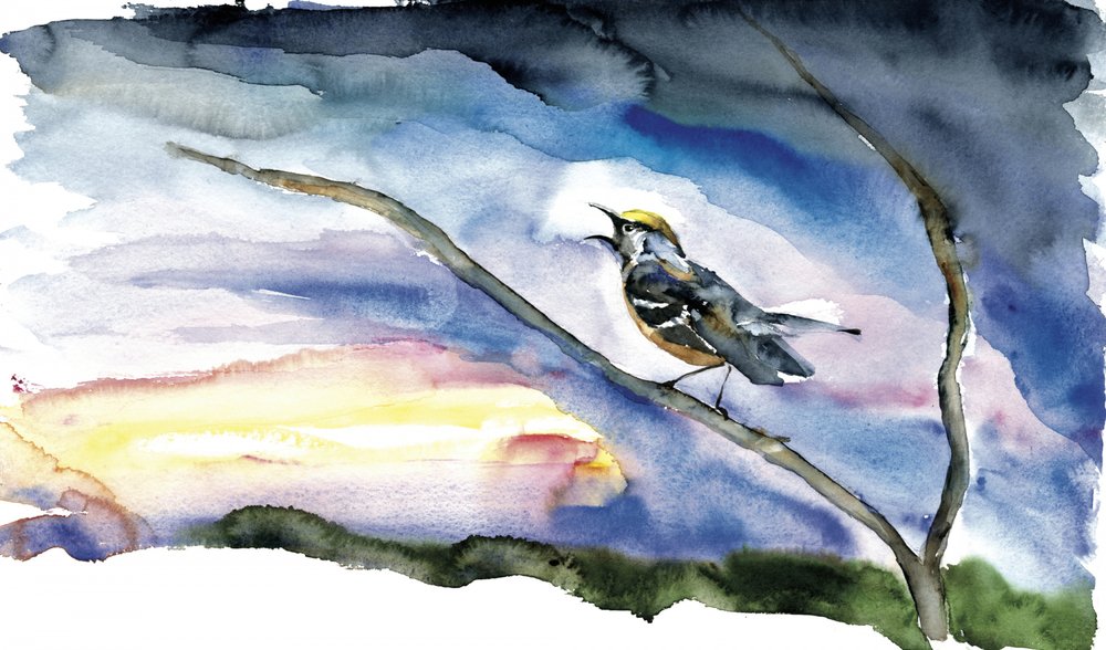 Un oiseau qui chante à l