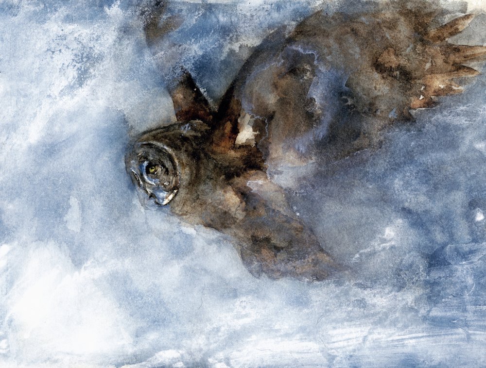 Le vol plané du harfang des neiges - RodMacIver