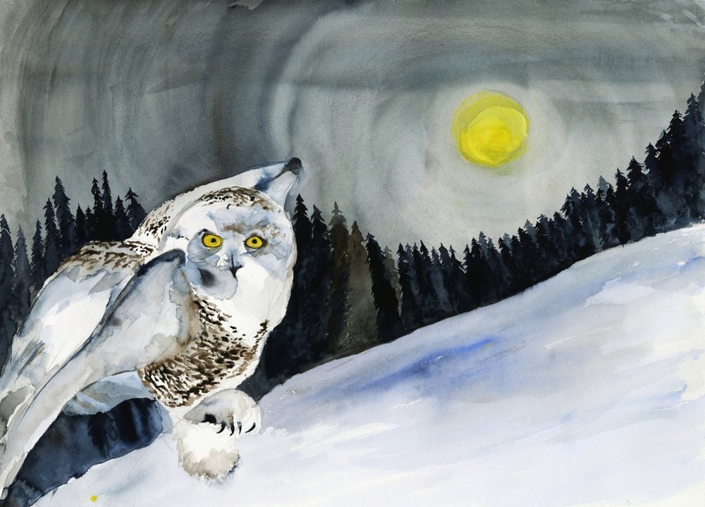 Chouette des neiges et la Lune d