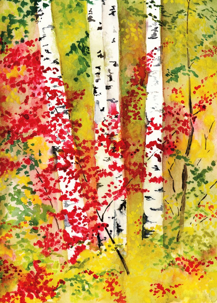 Des bouleaux aux couleurs chatoyantes en automne - RodMacIver