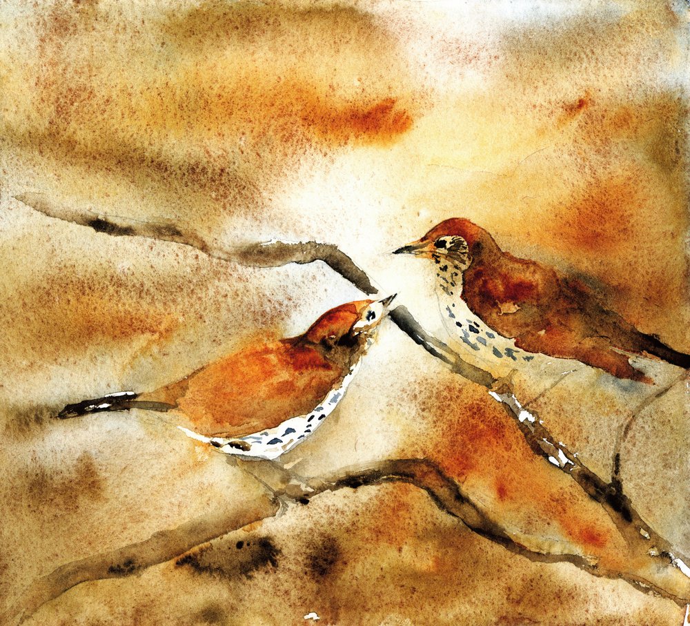 Oiseaux à l