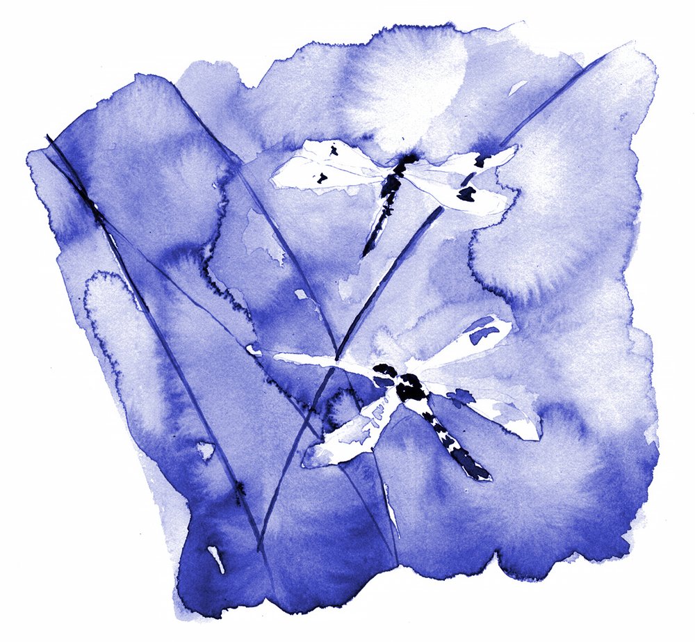 Libellules bleues à l