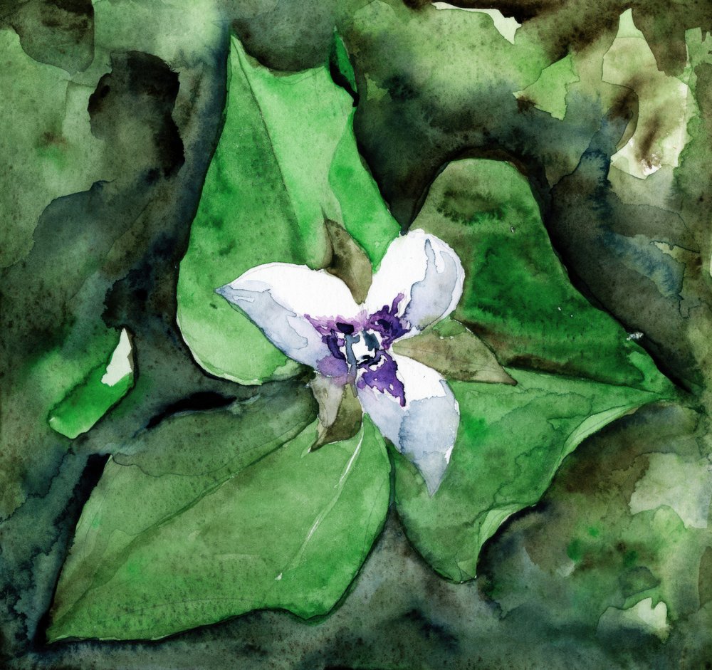 Fleur de trille blanc - RodMacIver