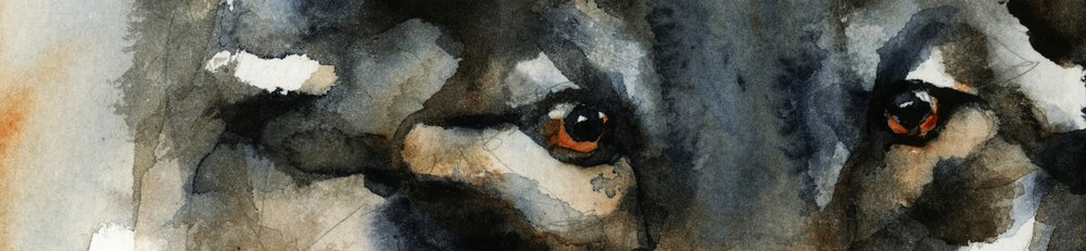 Les yeux du loup sauvage - RodMacIver