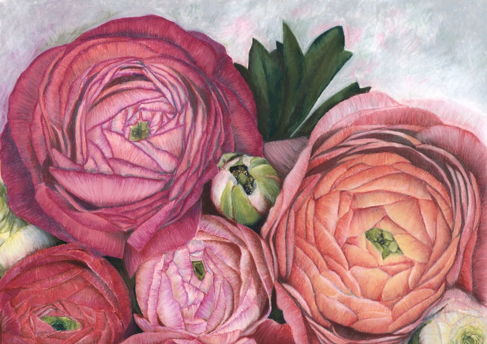 Ranunculus rose pêche - Rosana Laiz Blursbyai