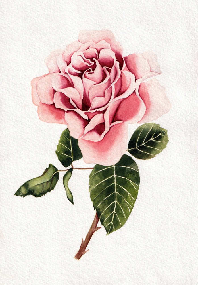 Élégante rose rose épanouie - Salome