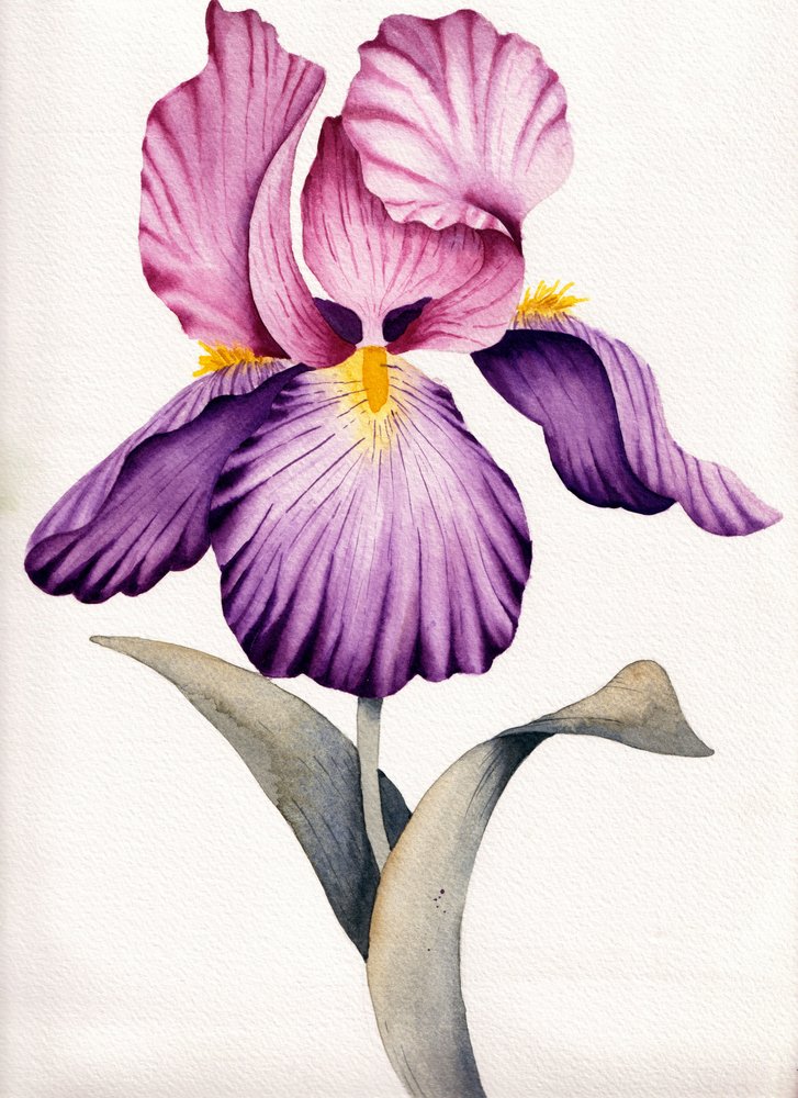 Iris violet éclatant - Salome