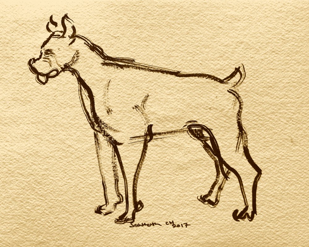 Croquis de chien boxer - Santhosh ch