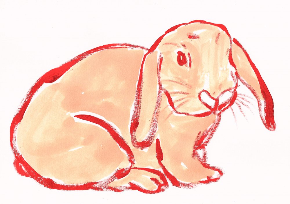 Joli lapin 4 - Santhosh ch
