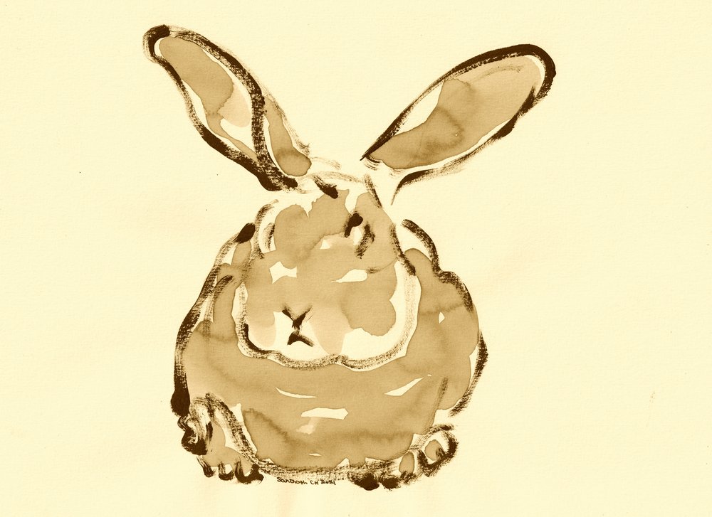 Adorable lapin à l