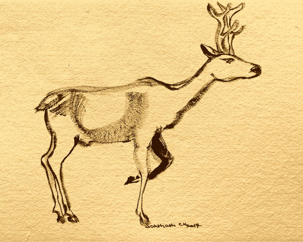 Élégant cerf des bois - Santhosh ch