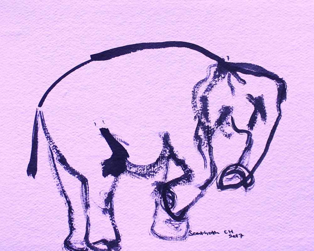 Doux éléphant à l