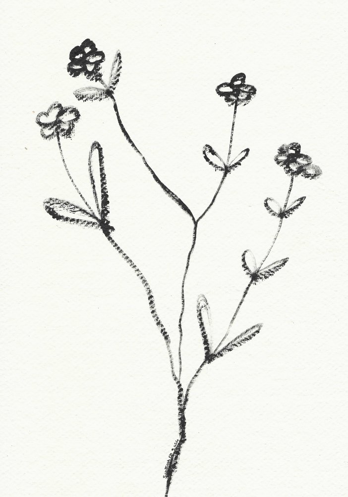 Dessin botanique minimaliste - Santhosh ch