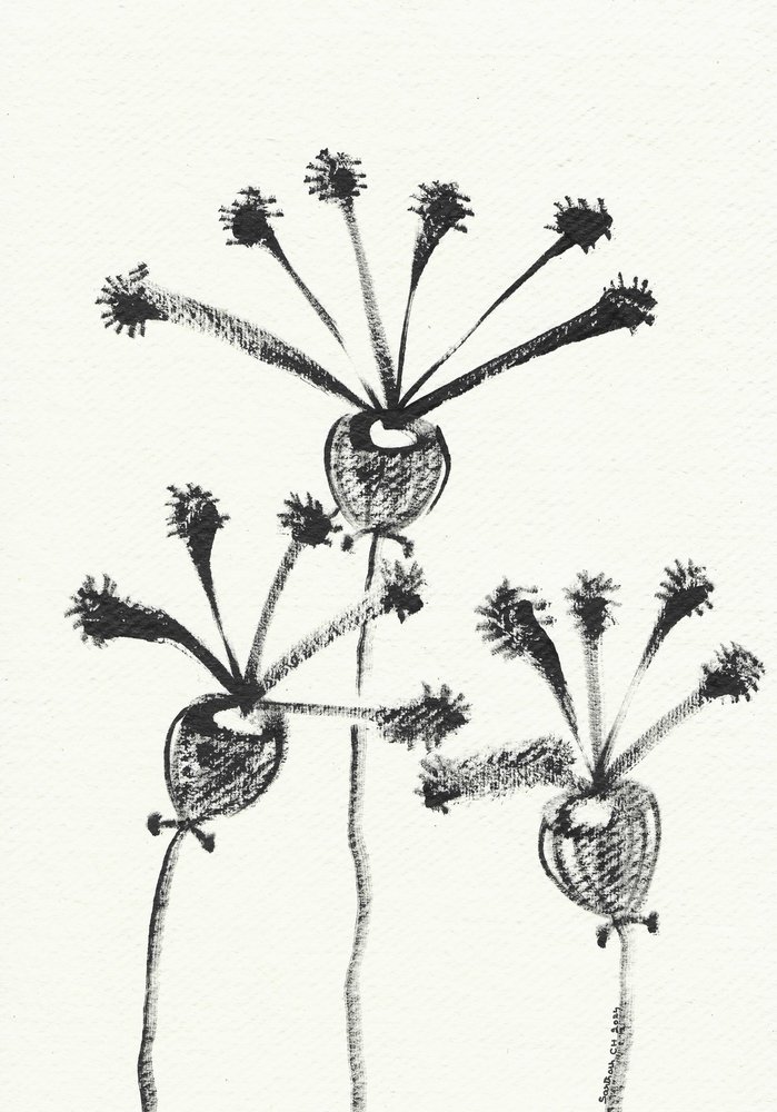 Dessin botanique minimaliste - Santhosh ch