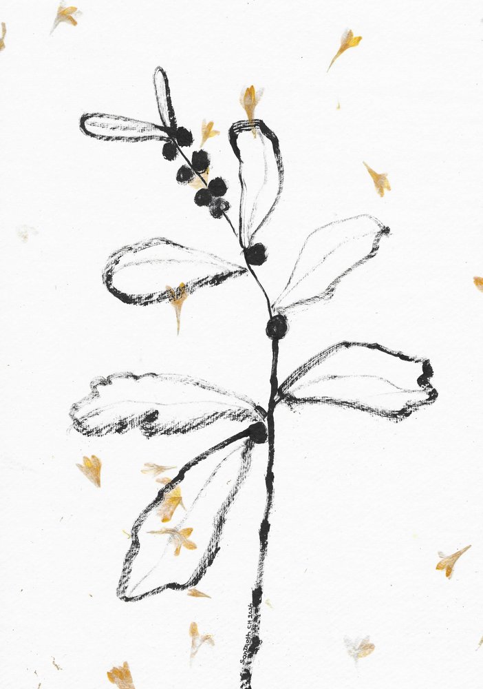 Esquisse botanique minimaliste - Santhosh ch