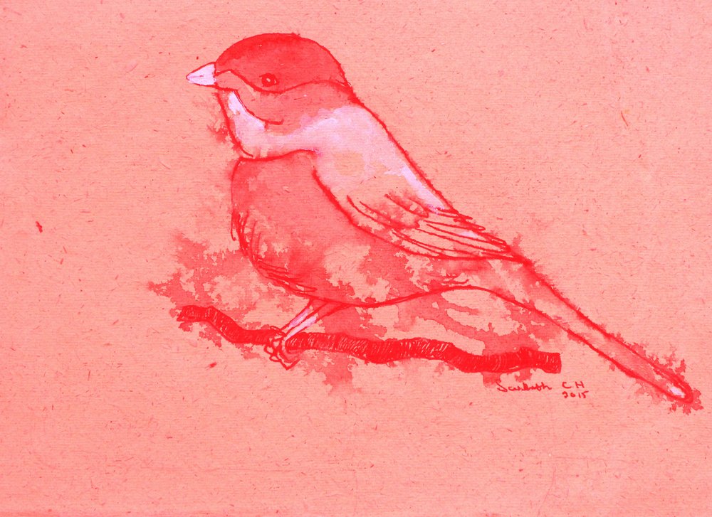 Oiseau rouge sur une branche - Santhosh ch