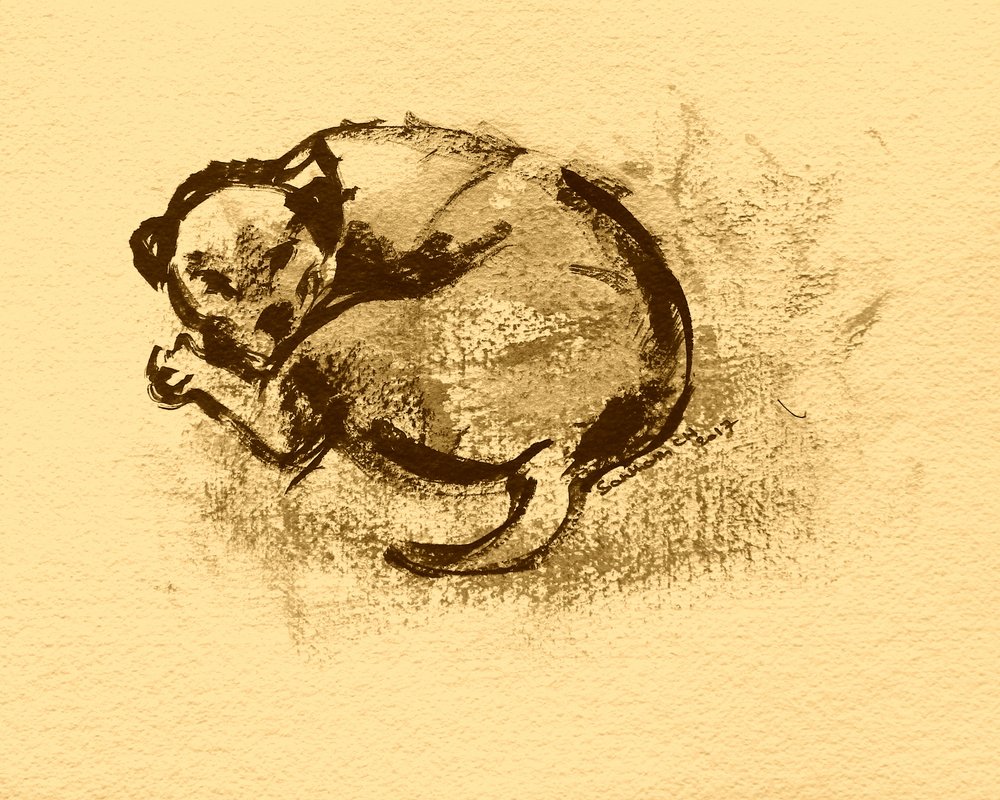 Croquis de chiot endormi - Santhosh ch