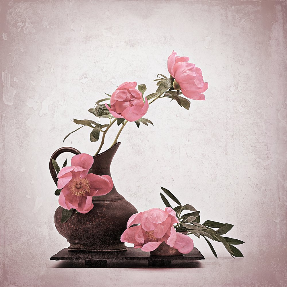 Pivoines rose pâle - Saskia Dingemans