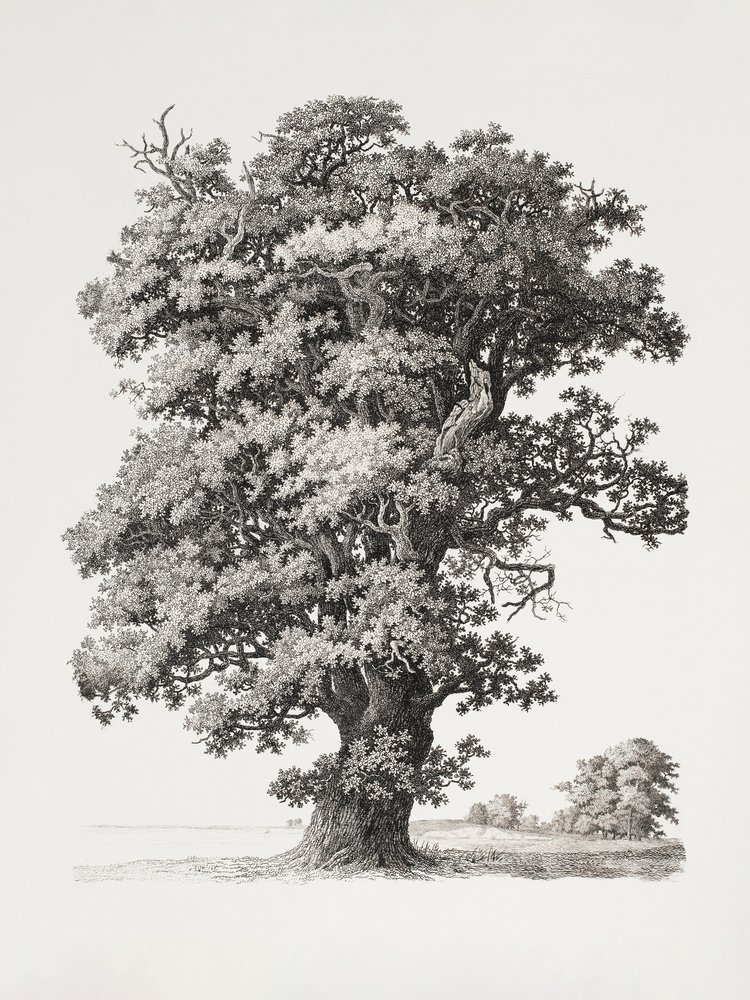 Études d