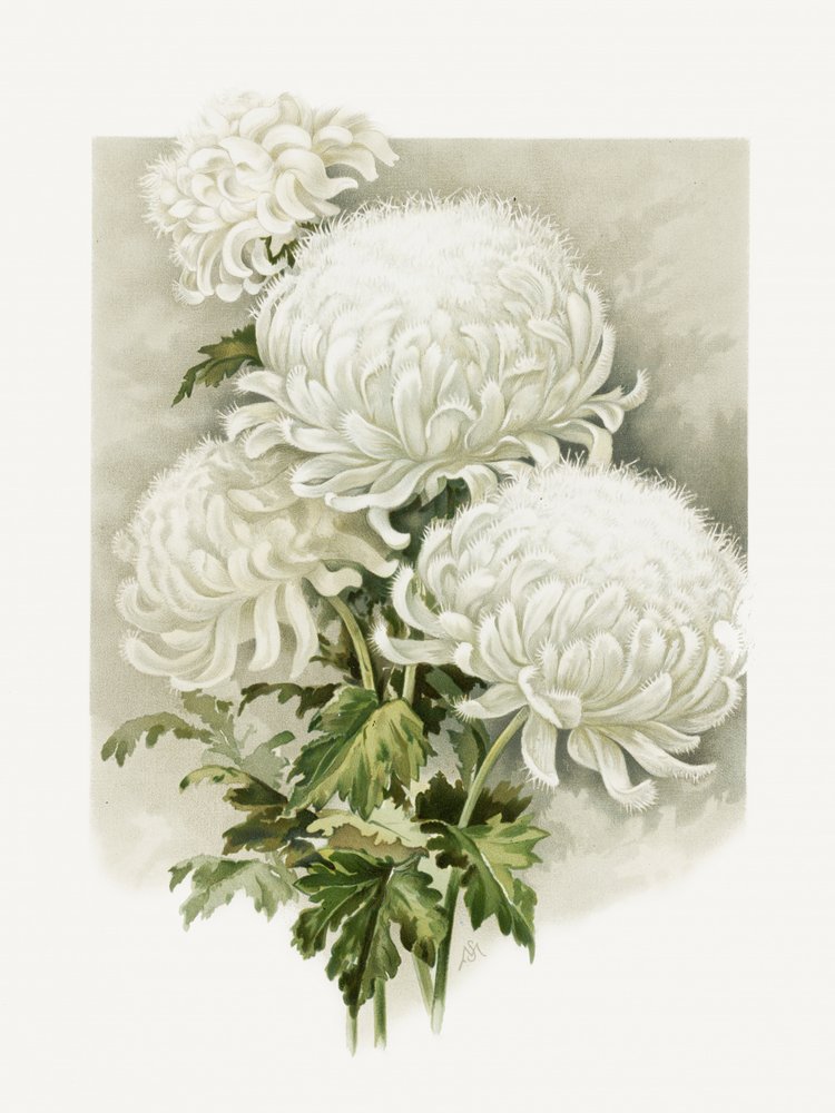 Mme Alpheus Hardy - Sidney Thomas Callowhill