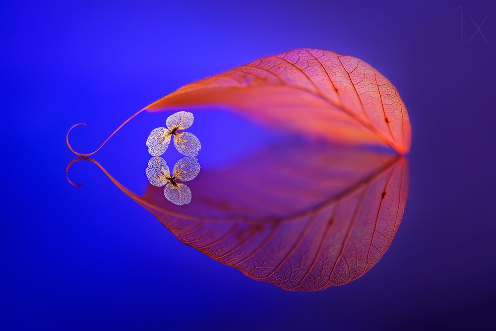 Reflet d