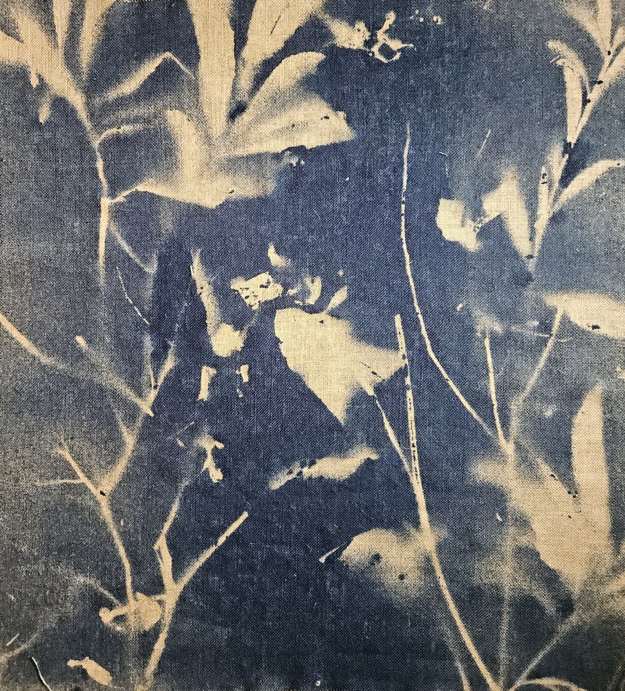 Ombres botaniques bleues - Stefano Mazzolini