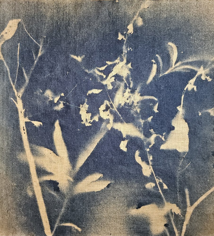 Silhouette botanique bleue - Stefano Mazzolini