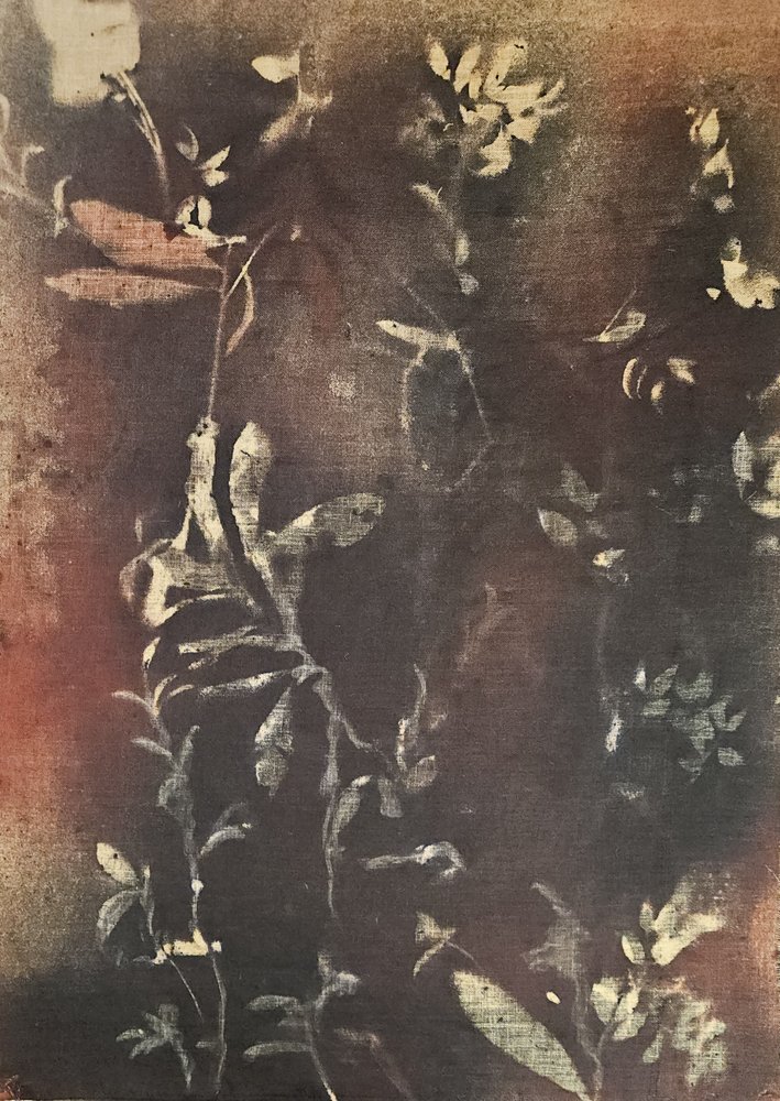 Formes botaniques sombres - Stefano Mazzolini