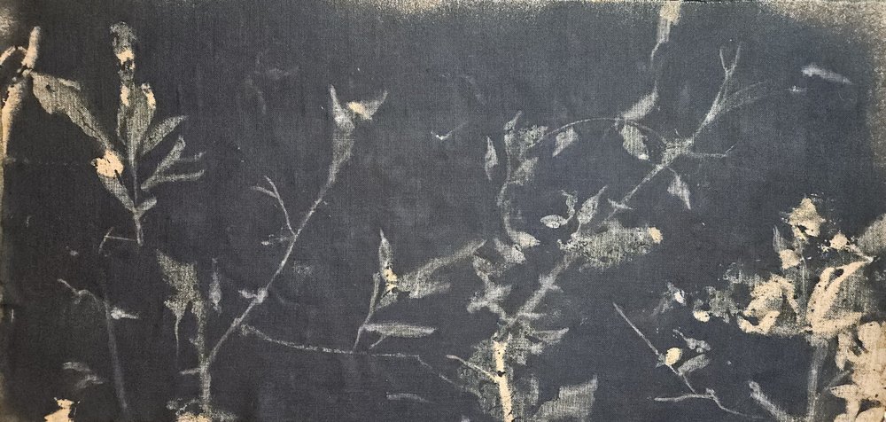 Étude botanique sombre - Stefano Mazzolini