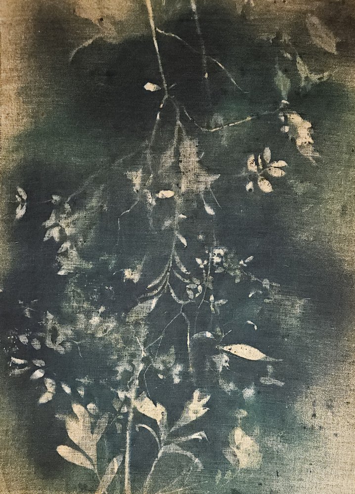 Étude botanique sombre - Stefano Mazzolini