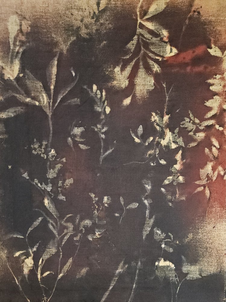Étude botanique sombre - Stefano Mazzolini