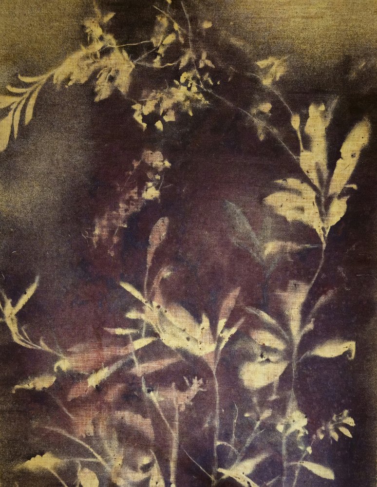 Étude botanique sombre - Stefano Mazzolini