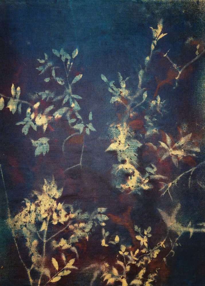 Feuilles bleu profond - Stefano Mazzolini