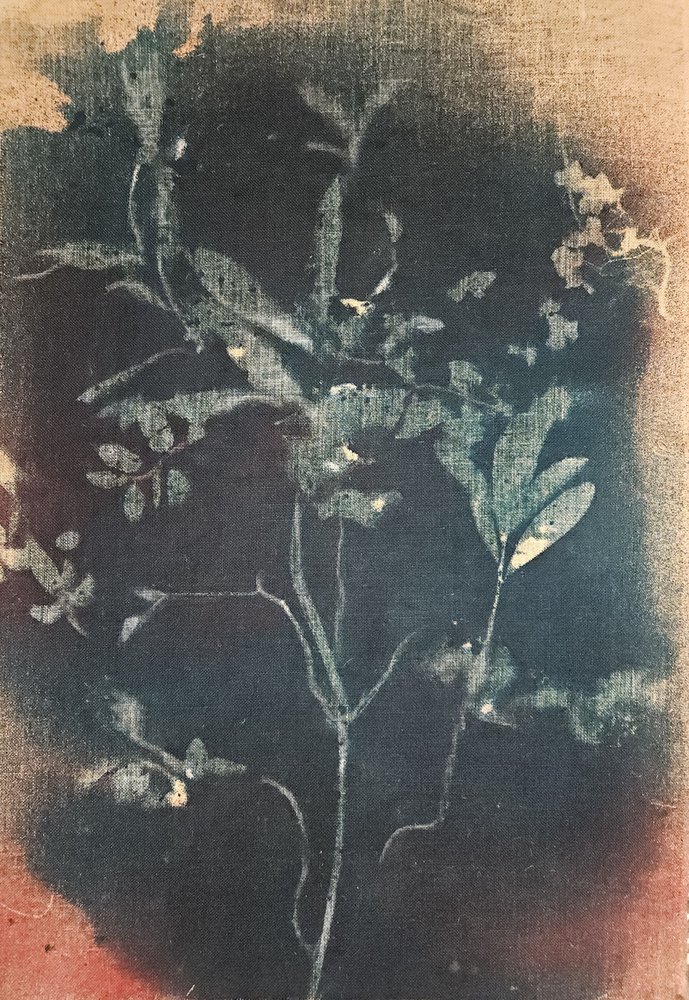 Motif botanique bleu fané - Stefano Mazzolini
