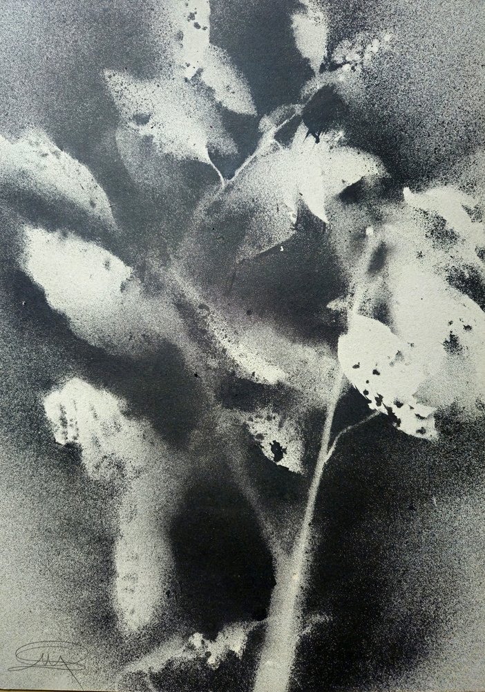 Étude botanique monochrome - Stefano Mazzolini