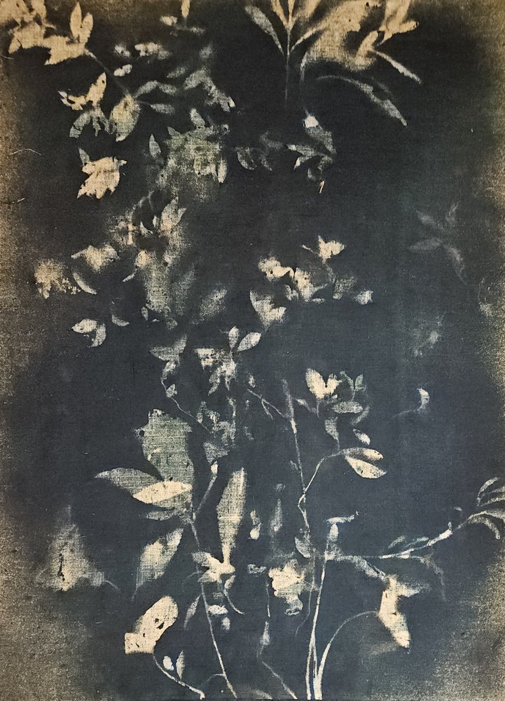 Feuilles botaniques vintage - Stefano Mazzolini