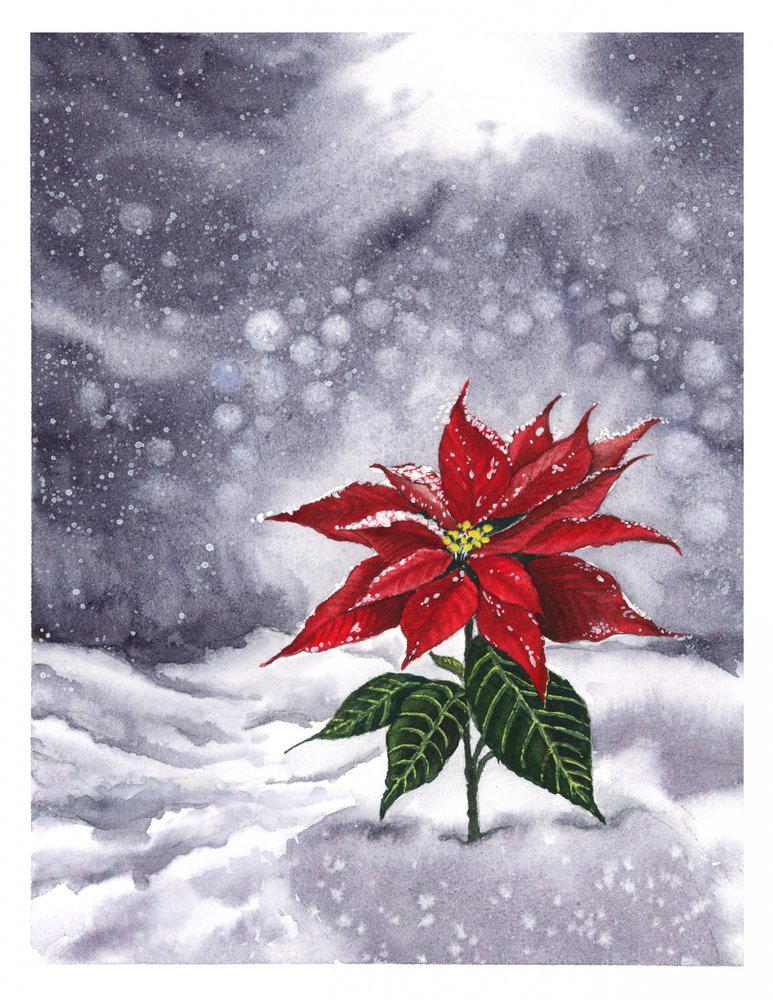 Lueur hivernale du poinsettia - Suchi Deb