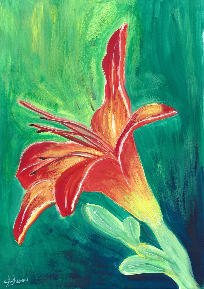 Lys orange vif - Sunet Theron
