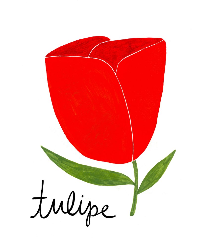 Tulipe rouge éclatante - Susan Black