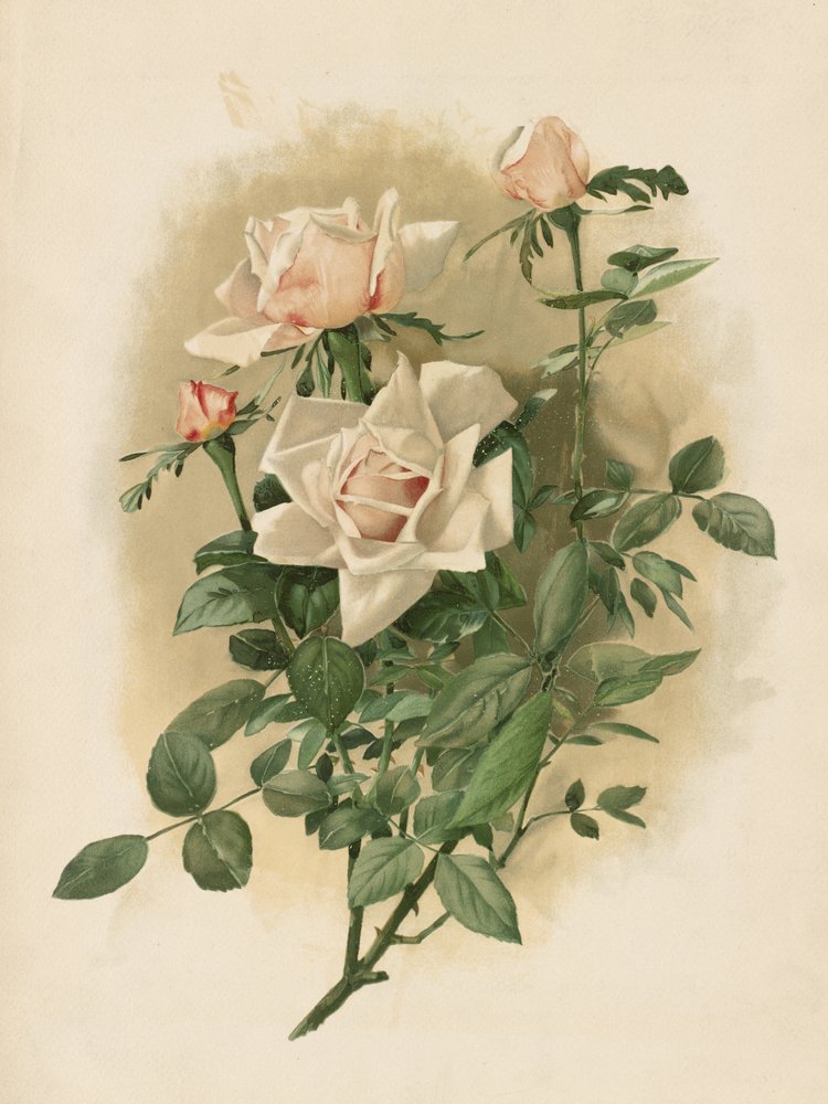 Duchesse De Vallombrosa Roses - Thaddeus Welch