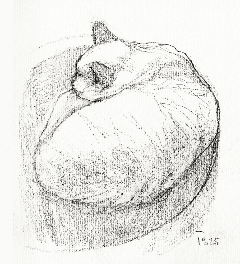 Un chat bien au chaud, tout recroquevillé - Tore Bahnson