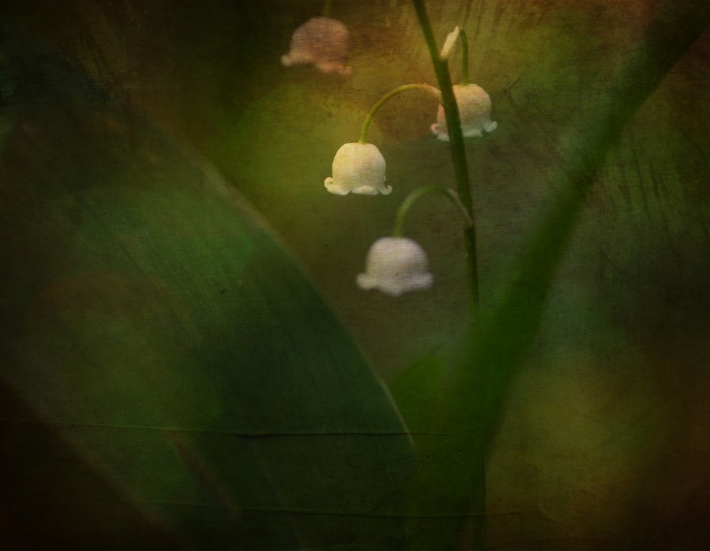 Muguet de rêve - Ulrike Eisenmann