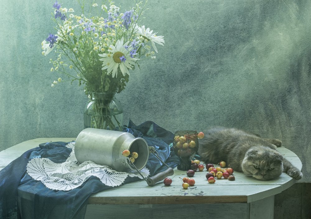 Chat endormi et cerises - UstinaGreen