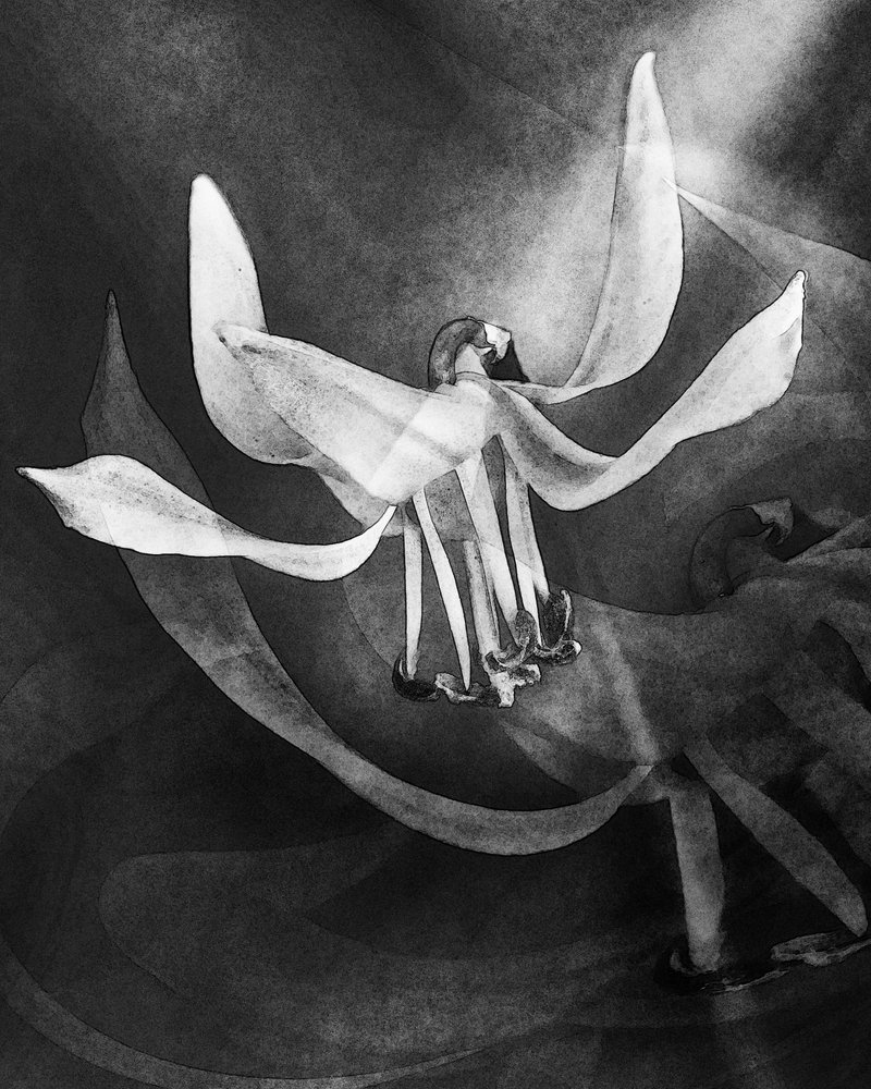 Fleur blanche éthérée - Uwe Kobold
