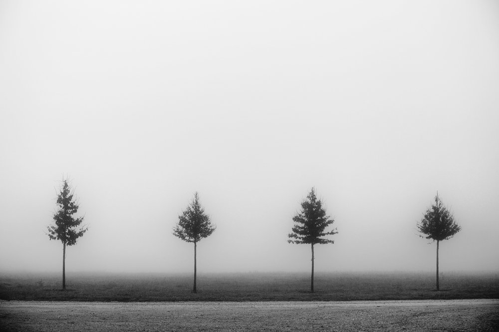 Quatre arbres brumeux - Vanja Tajnsek