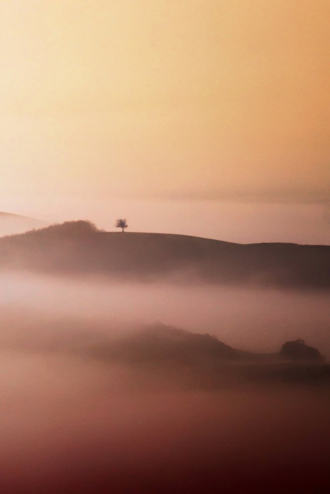 Lone Tree Golden Mist - Vanja Tajnsek