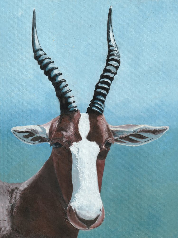 Le regard du blesbok africain - Viccy Wanliss