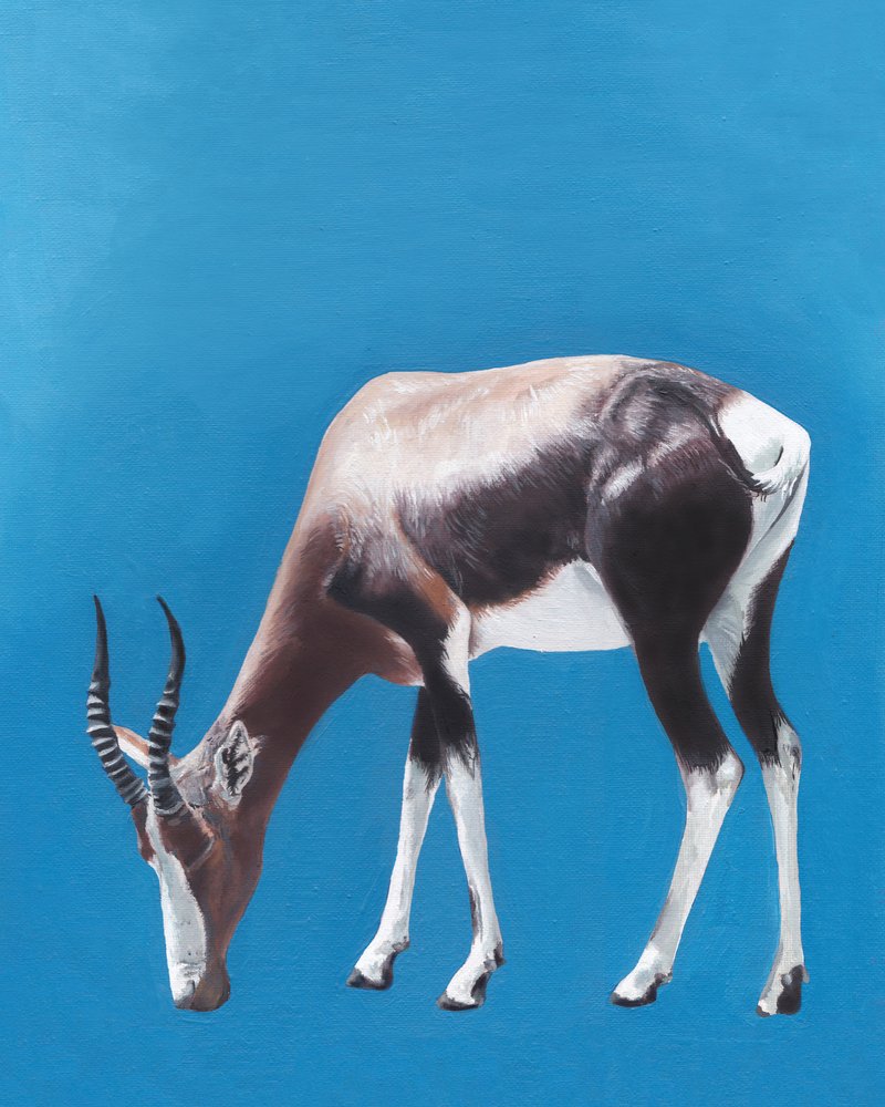Une antilope bontebok en train de paître - Viccy Wanliss