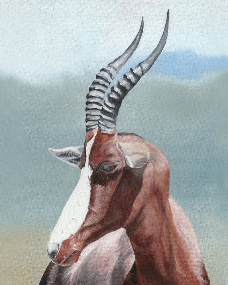 Profil du majestueux blesbok - Viccy Wanliss